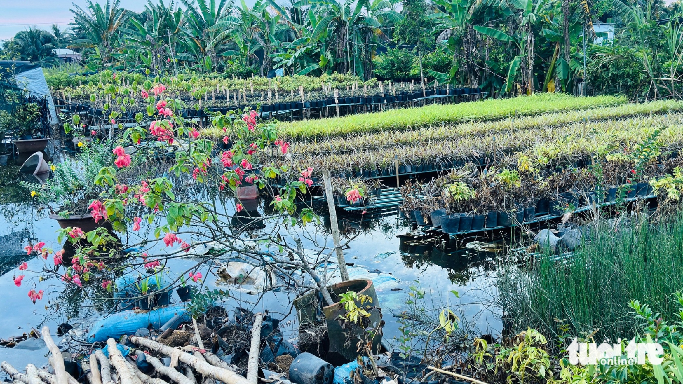 高潮结合大雨导致沙沥花村超过24公顷观赏花卉受损